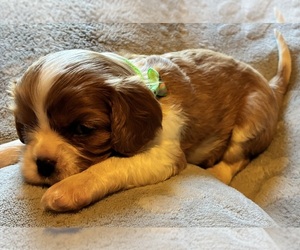 Cavalier King Charles Spaniel Puppy for sale in PICAYUNE, MS, USA