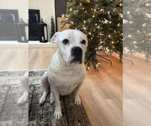 Bulloxer Dogs for adoption in Springdale, PA, USA