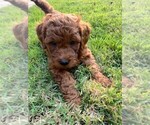 Small Photo #30 Double Doodle Puppy For Sale in LAGRANGE, GA, USA
