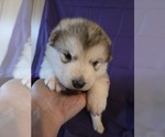 Small #6 Alaskan Malamute