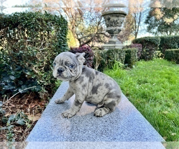 Medium Photo #153 French Bulldog Puppy For Sale in HAYWARD, CA, USA