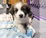 Small #12 Australian Shepherd Mix