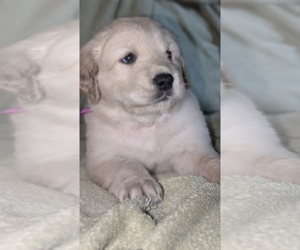 Medium Photo #10 Golden Retriever Puppy For Sale in MODESTO, CA, USA