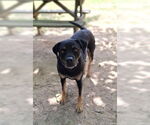 Small #6 Black Mouth Cur-Rottweiler Mix