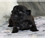 Small Photo #77 Pug Puppy For Sale in WINNSBORO, TX, USA