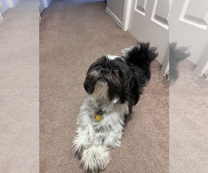 Shih Tzu Puppy for sale in LAFAYETTE, IN, USA