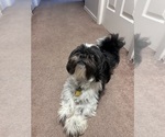 Small Shih Tzu
