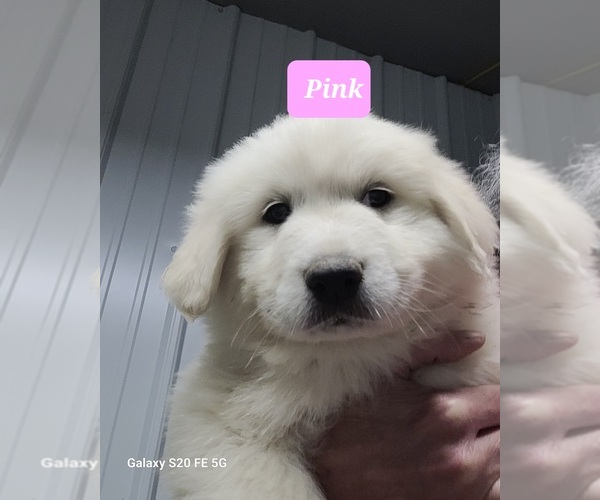 Medium Photo #4 Great Pyrenees Puppy For Sale in SCOTTSVILLE, KY, USA