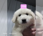 Small Photo #5 Great Pyrenees Puppy For Sale in SCOTTSVILLE, KY, USA