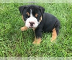 Small Photo #3 Olde English Bulldogge Puppy For Sale in LAKE NEPESSING, MI, USA
