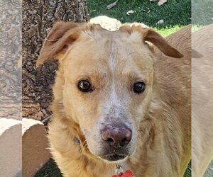 Golden Labrador Dogs for adoption in San Diego, CA, USA