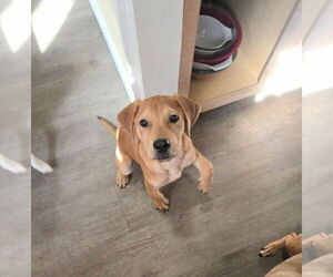 Labrador Retriever Dogs for adoption in Holly Springs, NC, USA