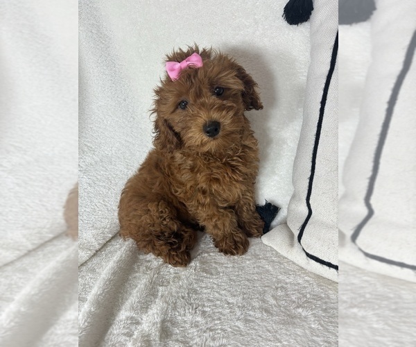 Medium Photo #4 Goldendoodle (Miniature) Puppy For Sale in GREENFIELD, IN, USA