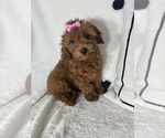 Small #3 Goldendoodle (Miniature)
