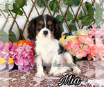 Image preview for Ad Listing. Nickname: Mia