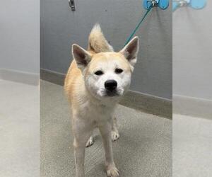 Akita-German Shepherd Dog Mix Dogs for adoption in Las Vegas, NV, USA