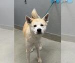 Small Akita-German Shepherd Dog Mix
