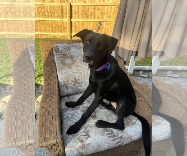 Medium Photo #4 Labrador Retriever-Unknown Mix Puppy For Sale in Coldwater, MI, USA