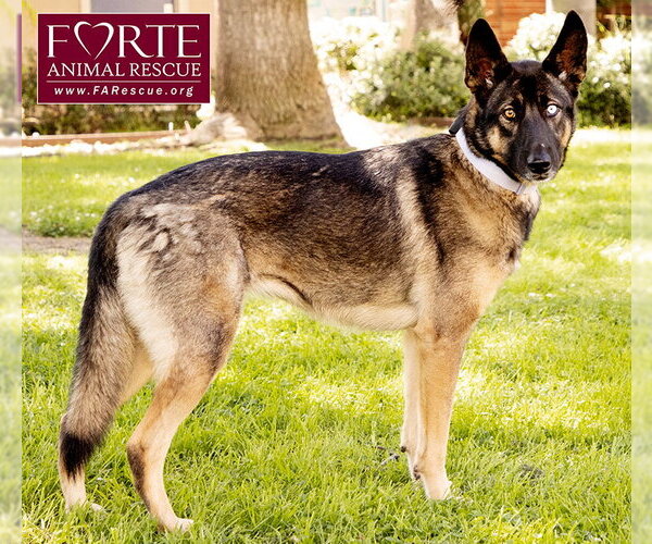 Medium Photo #3 Australian Shepherd-German Shepherd Dog Mix Puppy For Sale in Marina del Rey, CA, USA
