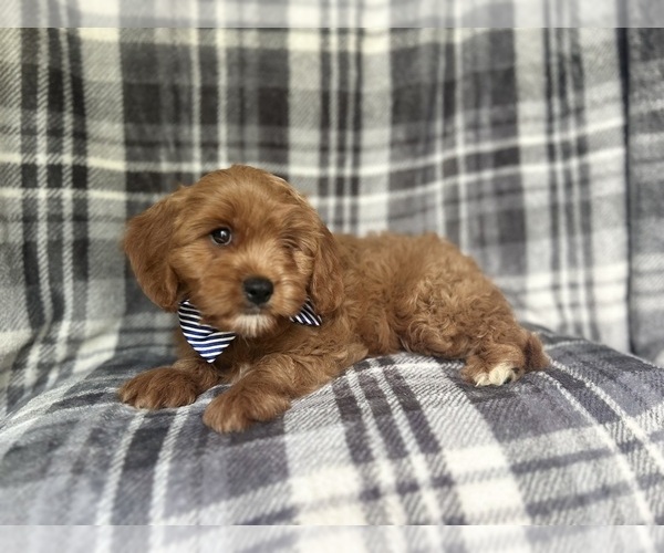 Medium Photo #5 Cavapoo Puppy For Sale in LAKELAND, FL, USA