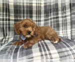 Small #4 Cavapoo