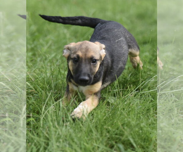 Medium Photo #3 Mutt Puppy For Sale in Mechanicsburg, PA, USA