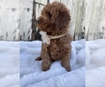 Small #4 Goldendoodle