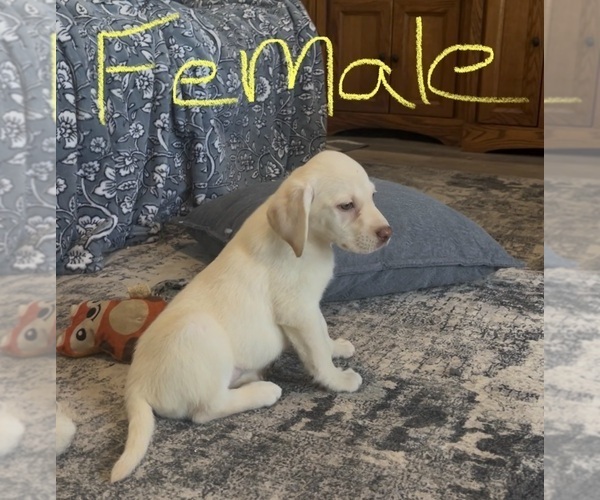 Medium Photo #1 Labrador Retriever Puppy For Sale in OCALA, FL, USA