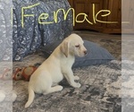Image preview for Ad Listing. Nickname: Shilo