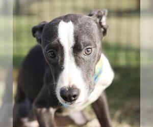 American Staffordshire Terrier-Unknown Mix Dogs for adoption in San Antonio, TX, USA
