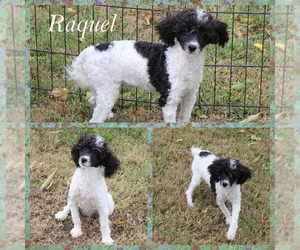 Poodle (Toy) Puppy for sale in CHANUTE, KS, USA