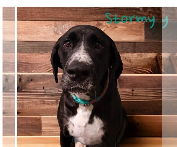 Medium Photo #6 Boxer-Great Dane Mix Puppy For Sale in Bullard, TX, USA
