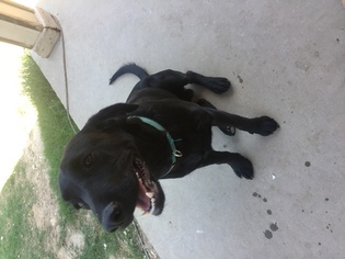 Labrador Retriever Puppy for sale in LANCASTER, TX, USA