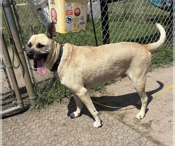 Medium Photo #5 Mutt Puppy For Sale in Virginia Beach, VA, USA