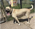 Small Photo #5 Mutt Puppy For Sale in Virginia Beach, VA, USA