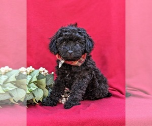 Poodle (Miniature) Puppy for sale in STRASBURG, PA, USA