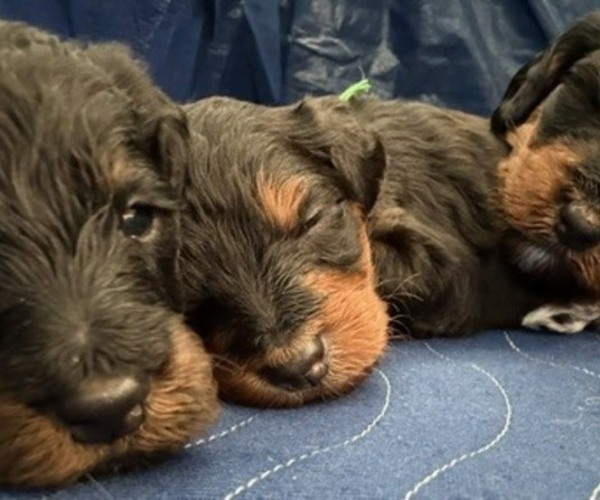 Medium Photo #11 Bernedoodle mix (+ Poodle Standard) Puppy For Sale in WAYLAND, MI, USA