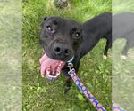 Small #1 American Pit Bull Terrier Mix