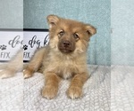 Small Photo #4 Pomsky Puppy For Sale in FRANKLIN, IN, USA