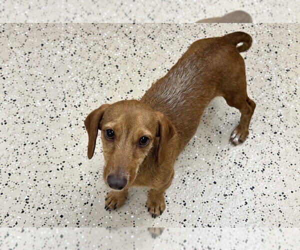 Medium Photo #1 Dachshund Puppy For Sale in York, SC, USA
