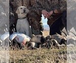 Small Photo #1 Labrador Retriever Puppy For Sale in CEDAREDGE, CO, USA