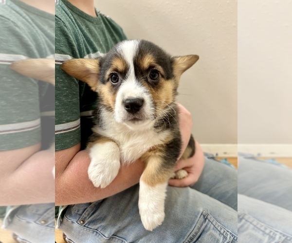 Medium Photo #3 Pembroke Welsh Corgi Puppy For Sale in ROCK VALLEY, IA, USA