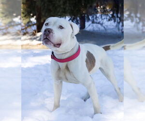 American Pit Bull Terrier Dogs for adoption in St. Ann, MO, USA
