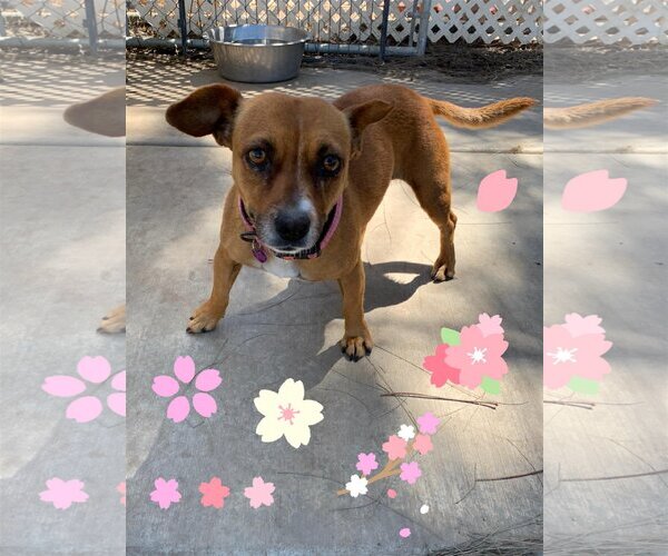 Medium Photo #7 Boxer-Jack Russell Terrier Mix Puppy For Sale in La Verne, CA, USA