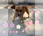 Small Photo #7 Boxer-Jack Russell Terrier Mix Puppy For Sale in La Verne, CA, USA