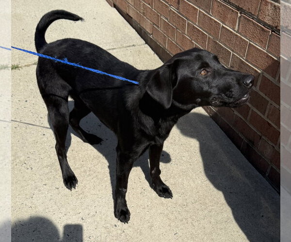 Medium Photo #7 Mutt Puppy For Sale in Mount Airy, NC, USA