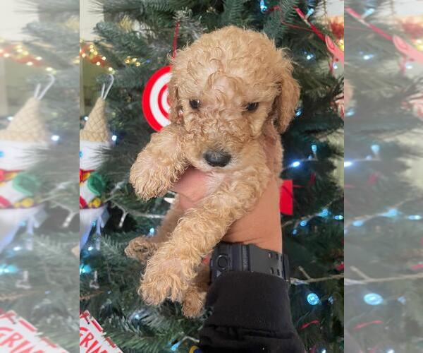 Medium Photo #3 English Cream Golden Retriever-Poodle (Standard) Mix Puppy For Sale in LOS ANGELES, CA, USA
