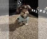 Small Photo #1 Havanese Puppy For Sale in JACKSONVILLE, FL, USA