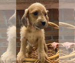 Small Photo #4 Jack-A-Poo Puppy For Sale in ORRVILLE, OH, USA