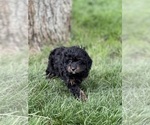 Small #1 Cavapoo (Miniature)